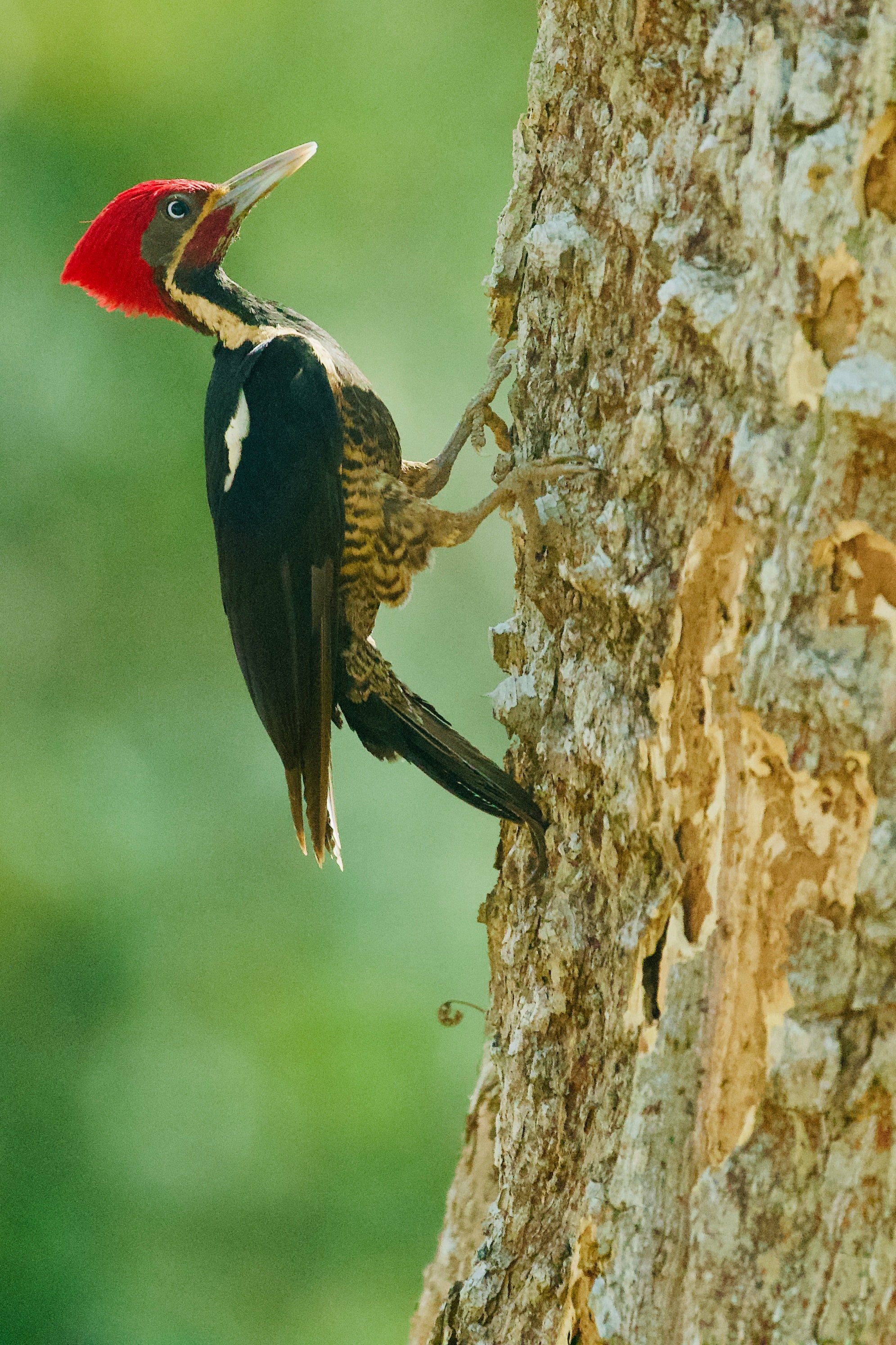 Woodpecker | Unsplash 