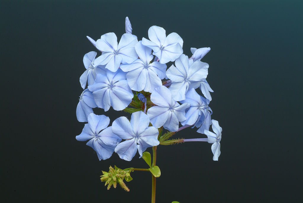 Plumbago bleu | Photo : Getty Images