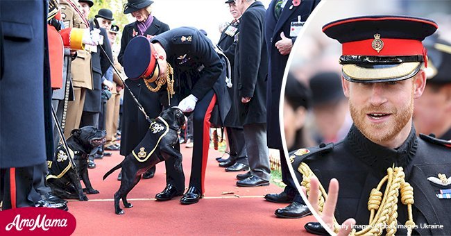 Prince Harry plays with adorable puppies in full uniform, and the video is pure joy