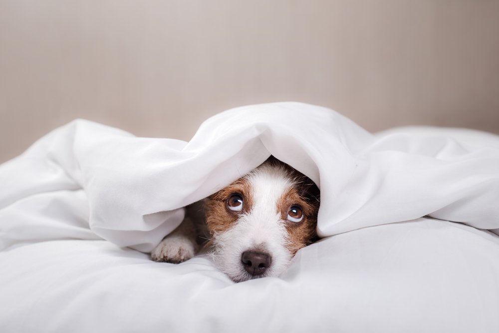 Perro bajo las sábanas.| Fuente: Shutterstock