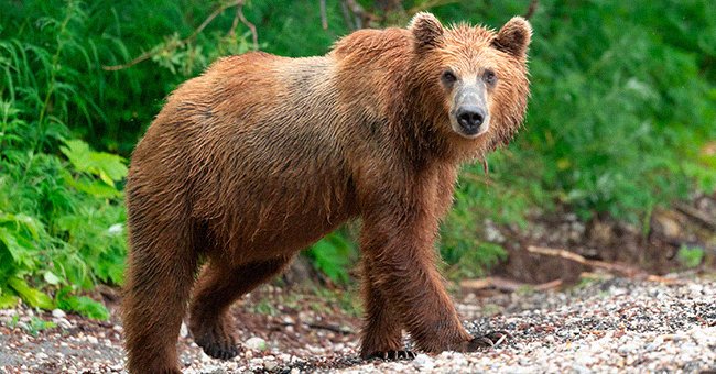 A young brown bear walking in its natural habitat | Photo: Shutterstock