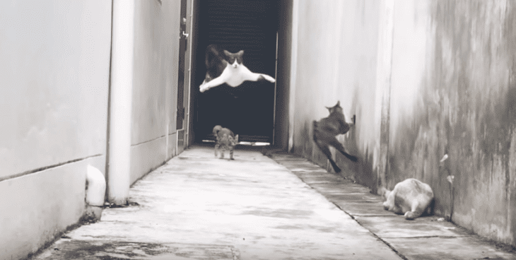 Quelle: YouTube/Super Cat Quelle: YouTube/Super Cat