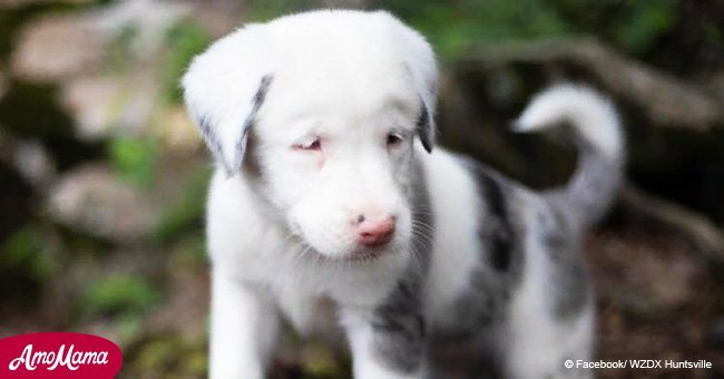 Deaf puppy rescued from 50-ft hole after being trapped for more than 30 hours