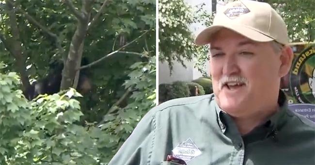 The bear cub on the tree and Brad Howard, chief of the North Carolina Wildlife Management Division | Photo: Facebook.com/WRALTV