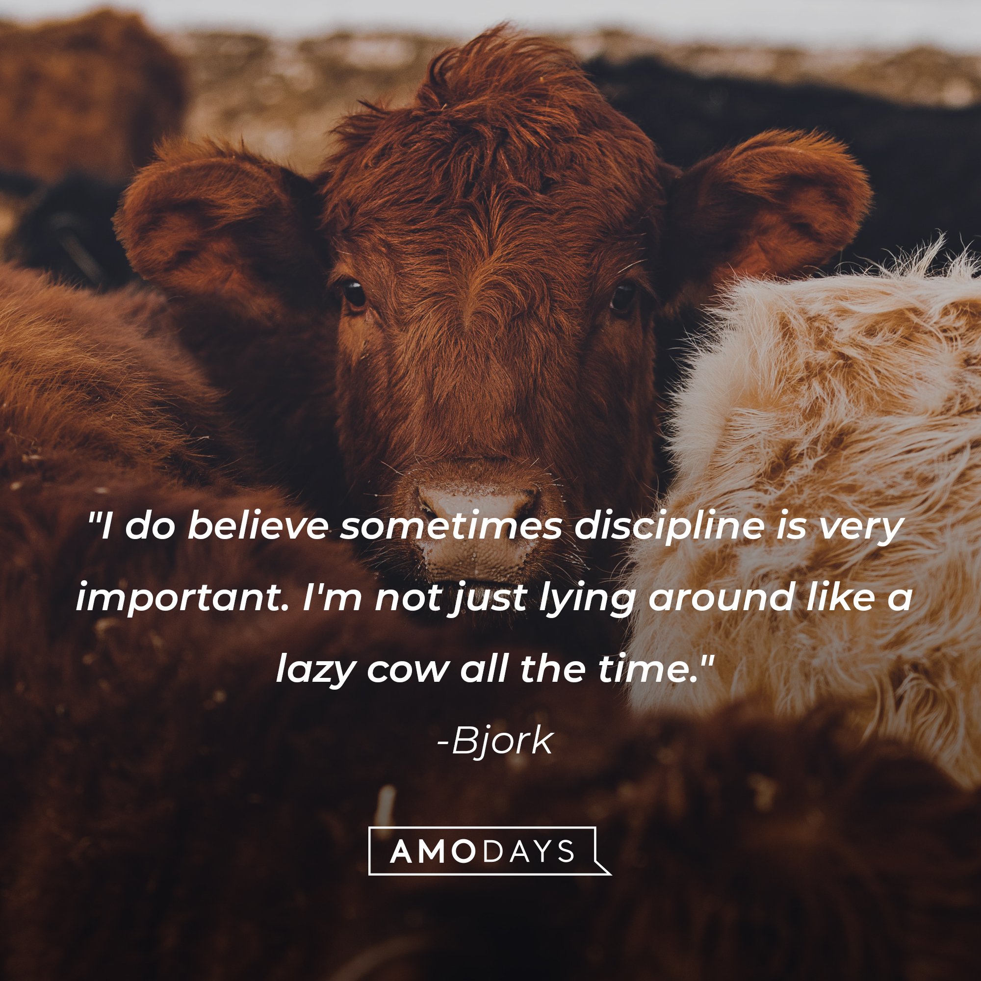 Bjork’s quote: "I do believe sometimes discipline is very important. I'm not just lying around like a lazy cow all the time." | Image: AmoDays