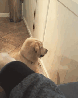 Chienne / Source : Instagram / sabbath_queen Chienne / Source : Instagram / sabbath_queen