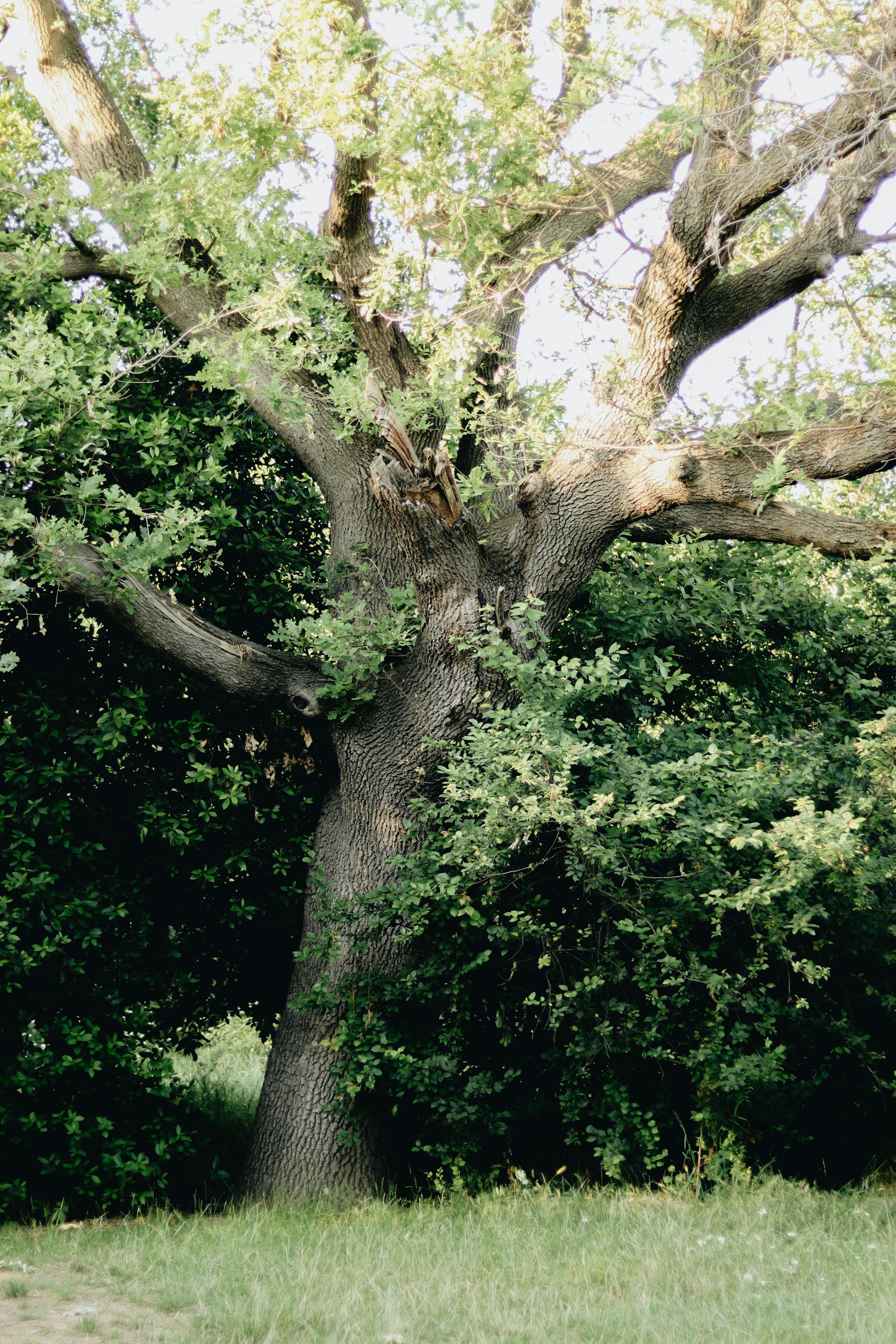A tree | Source: Pexels