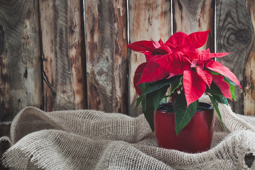 A Christmas Poinsettia on a vintage wooden background. | Photo: Shutterstock
