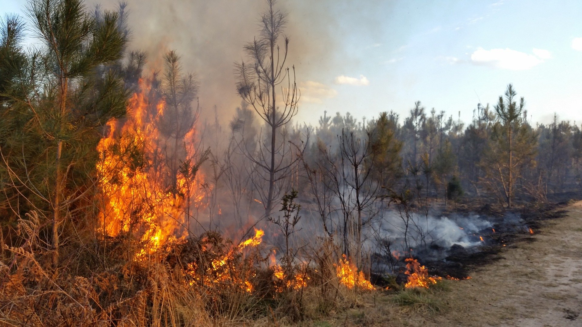 Un incendie en pleine forêt. | Photo : Pixabay