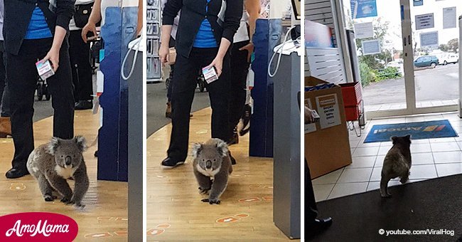 Cute koala caught on camera casually strolling into pharmacy for the third time in one day 