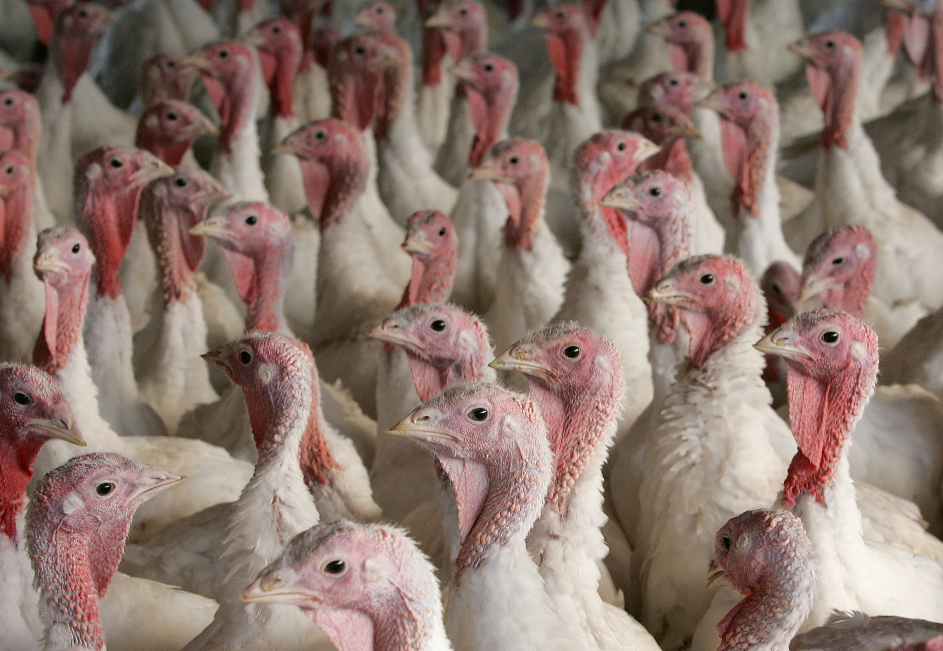 A close-up shot of turkeys in Sonoma, California on November 22, 2004 | Source: Getty Images