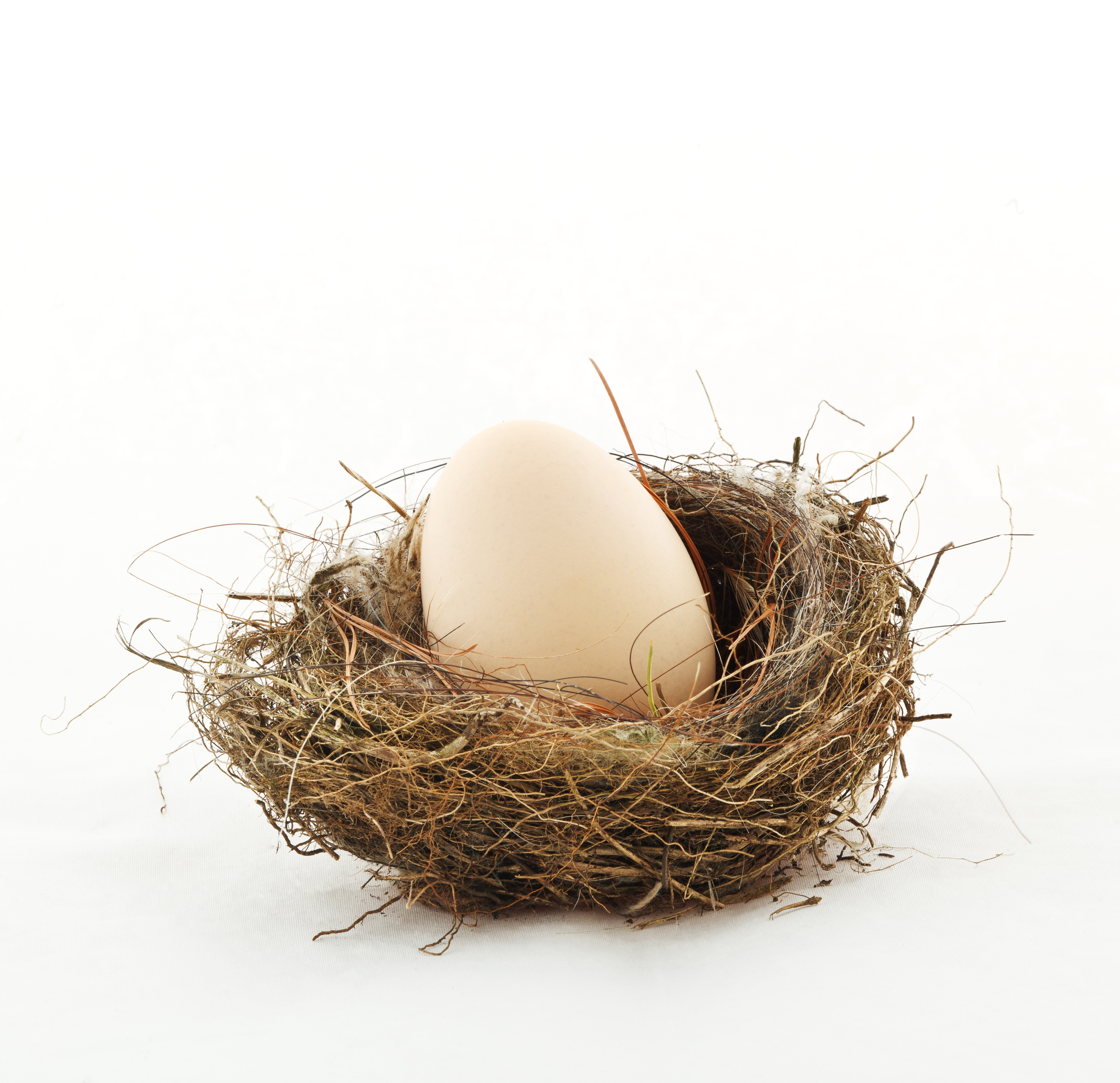 An egg in a nest | Source: Shutterstock