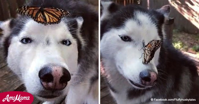 Husky's adorable reaction when a butterfly lands on her nose