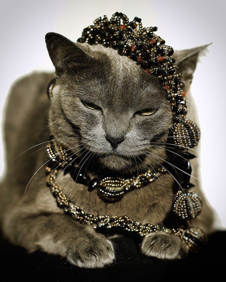 Gato con joyas sobre su cuerpo. | Foto: Unsplash