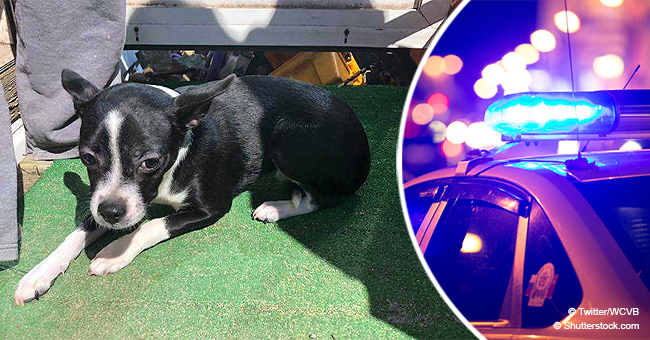 L’homme qui a jeté un chiot dans une bastide parce qu’il "le dérangeait" a été accusé de cruauté envers les animaux