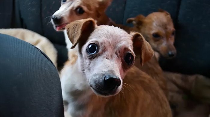 Photo de trois des chiens qui montre les mauvaises conditions dans lesquelles ils viviaent. | Facebook/Tautmilės Prieglaudėlė