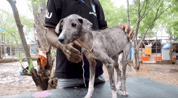 Source: YouTube/Animal Aid Unlimited, India