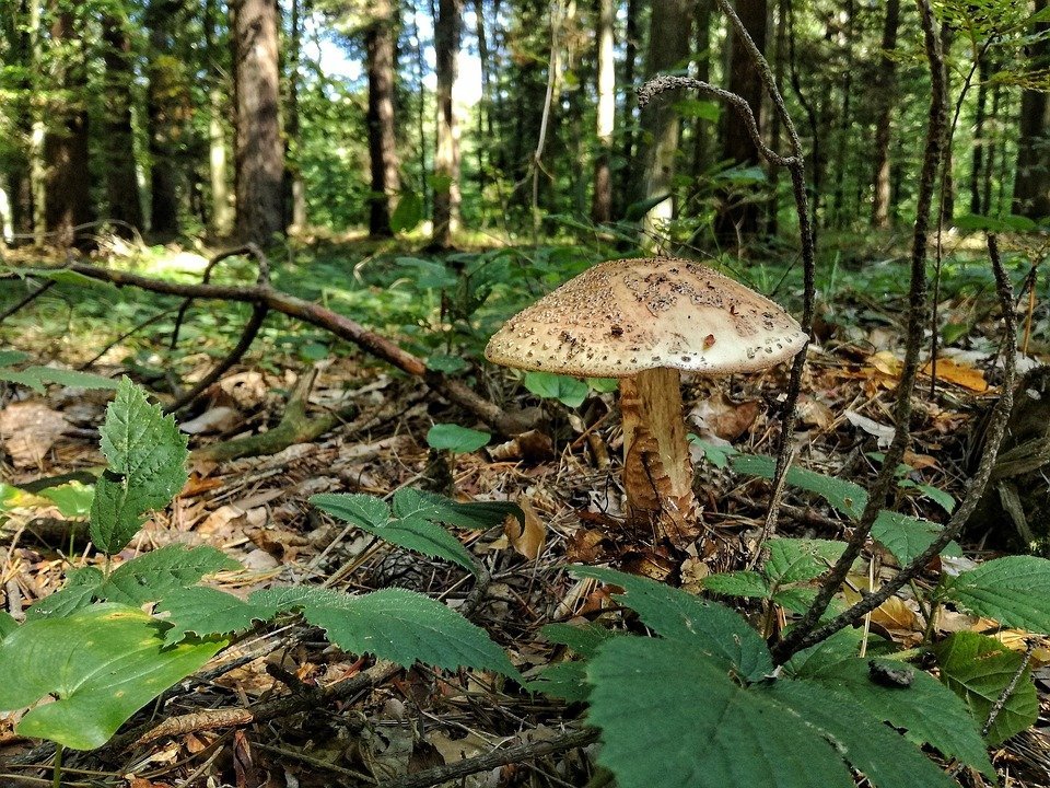 Seta de bosque-Imagen tomada de Pixabay Seta de bosque-Imagen tomada de Pixabay
