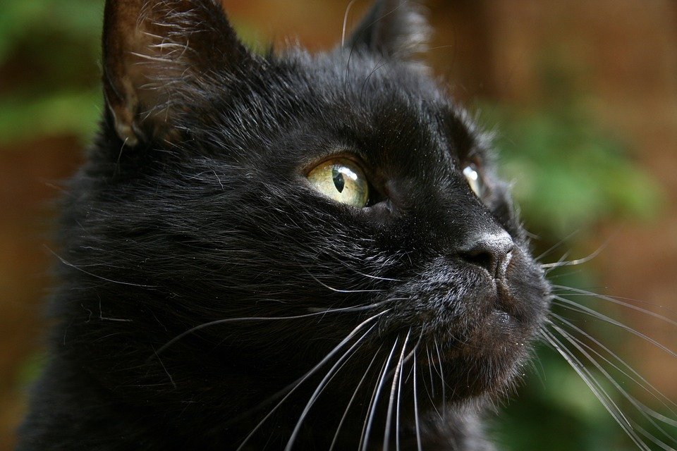 Gato / Imagen tomada de: Pixabay