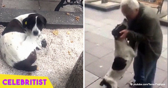 Man finds lost dog in the street after three years in viral video