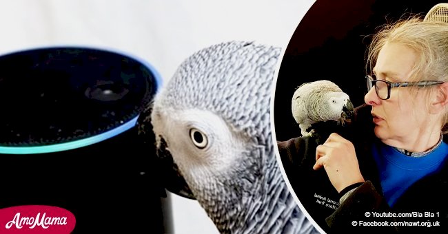 An intelligent parrot uses Amazon Alexa to shop while owner is away