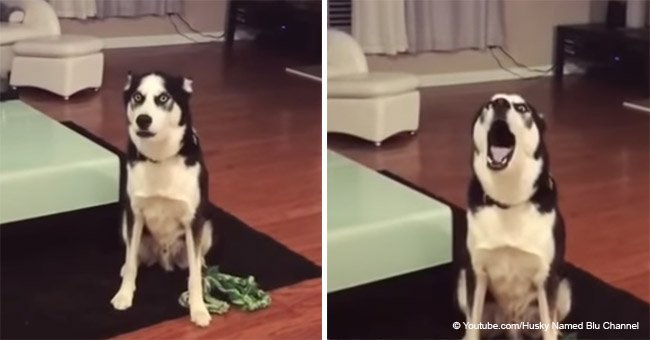 Howling husky throws a major tantrum to get out of trouble