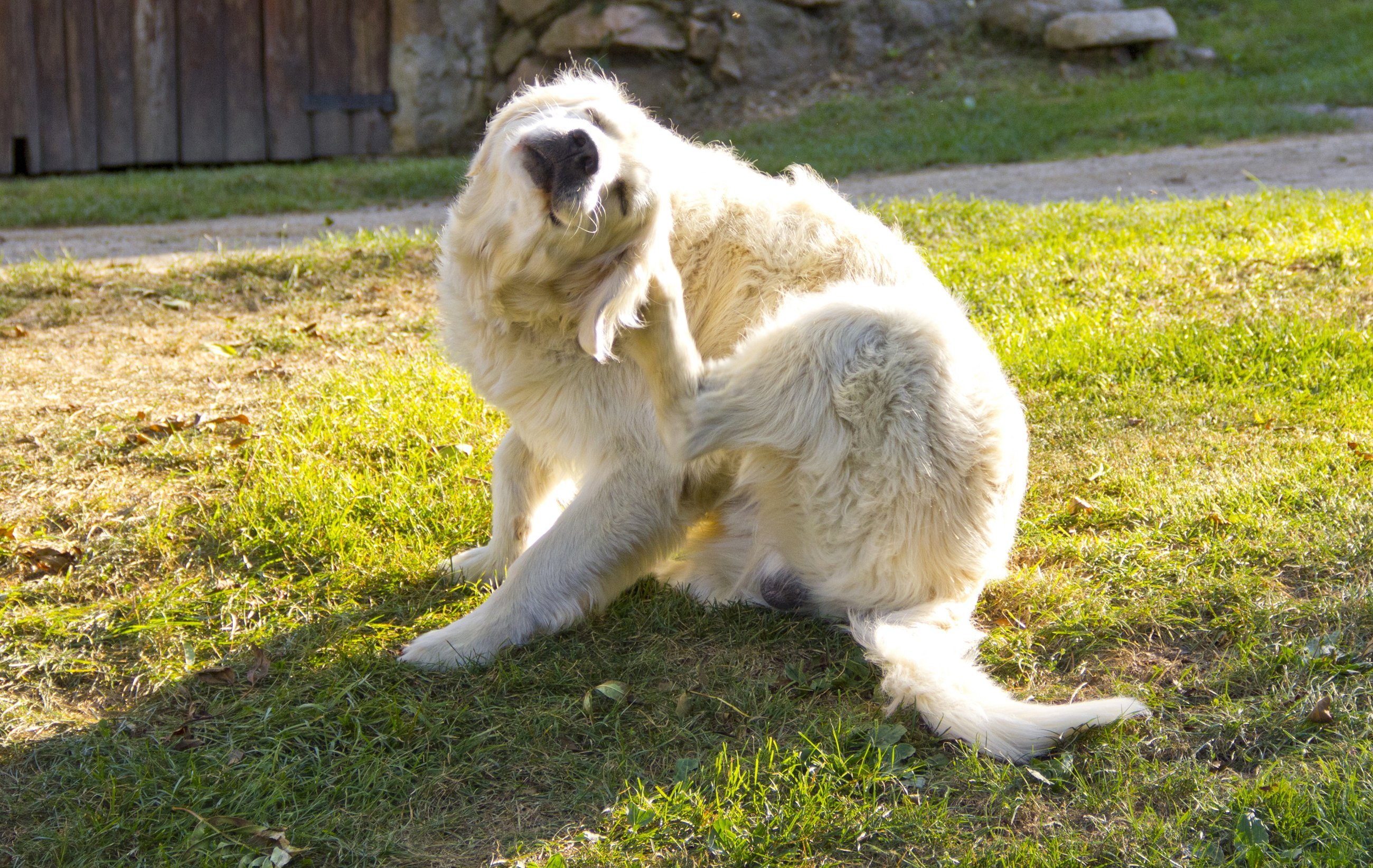  A white dog scratching | Photo: Shutterstock