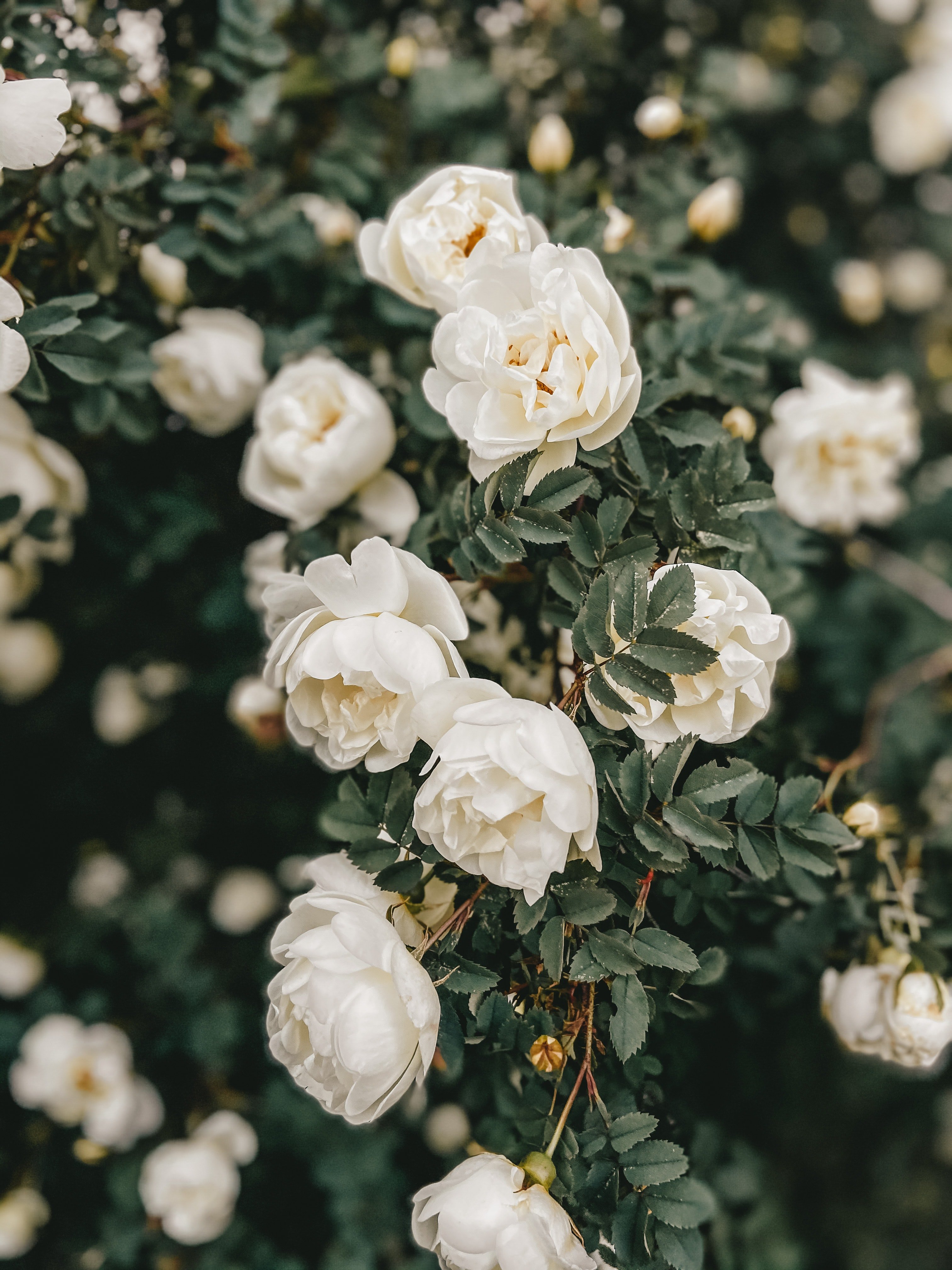 Annabel pflanzte einen Rosenbusch für Margaret. | Quelle: Pexels