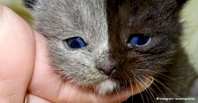 Rare kitten with 'two faces' turned into the most beautiful cat that you could ever see