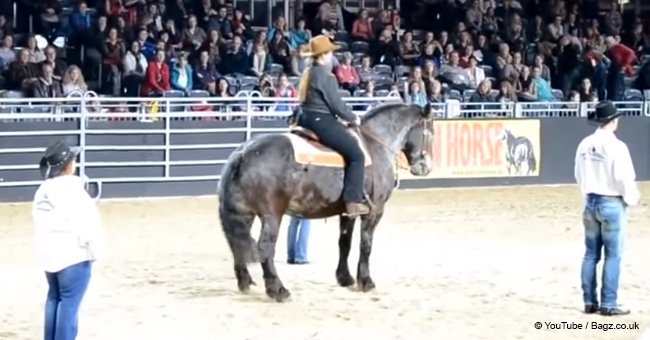 Horse's favorite song starts playing and he proves just how easy line-dancing is