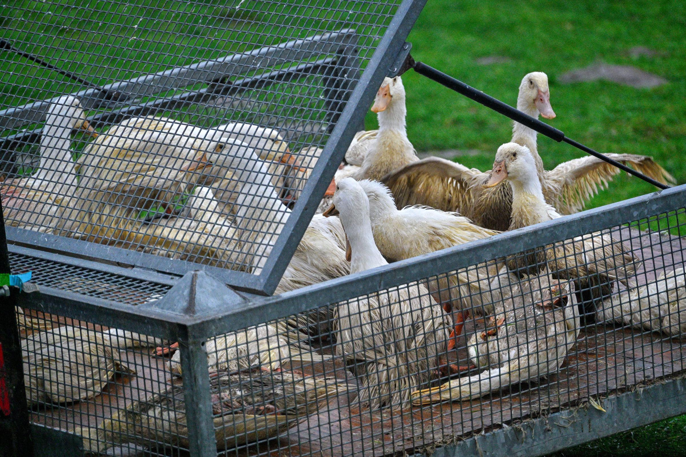 Ducks with bird flu also known as poultry flu are collected and put in a container in Zarnewanz, Germany, on November 28, 2024 | Source: Getty Images