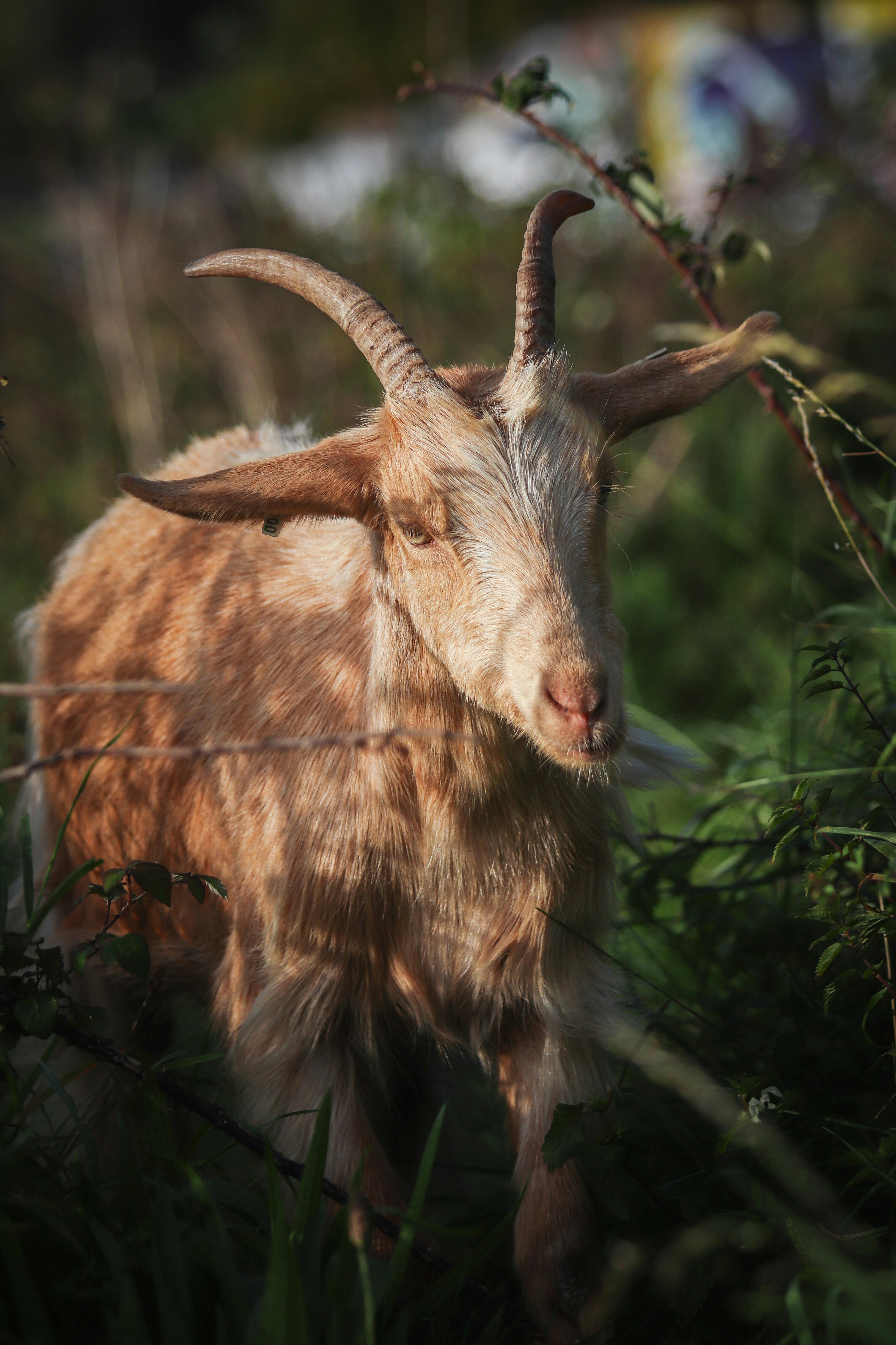 A huge goat with horns. | Source: Pexels