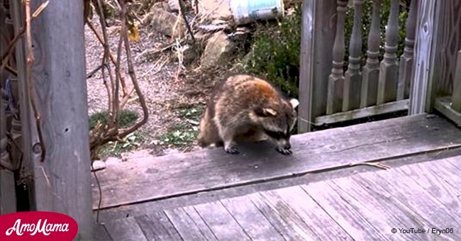 Woman leaves food for a blind raccoon, then she spots 2 tiny 'bodyguards' behind him