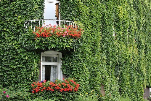 Le lierre embelli une maison. | Photo : Pixabay