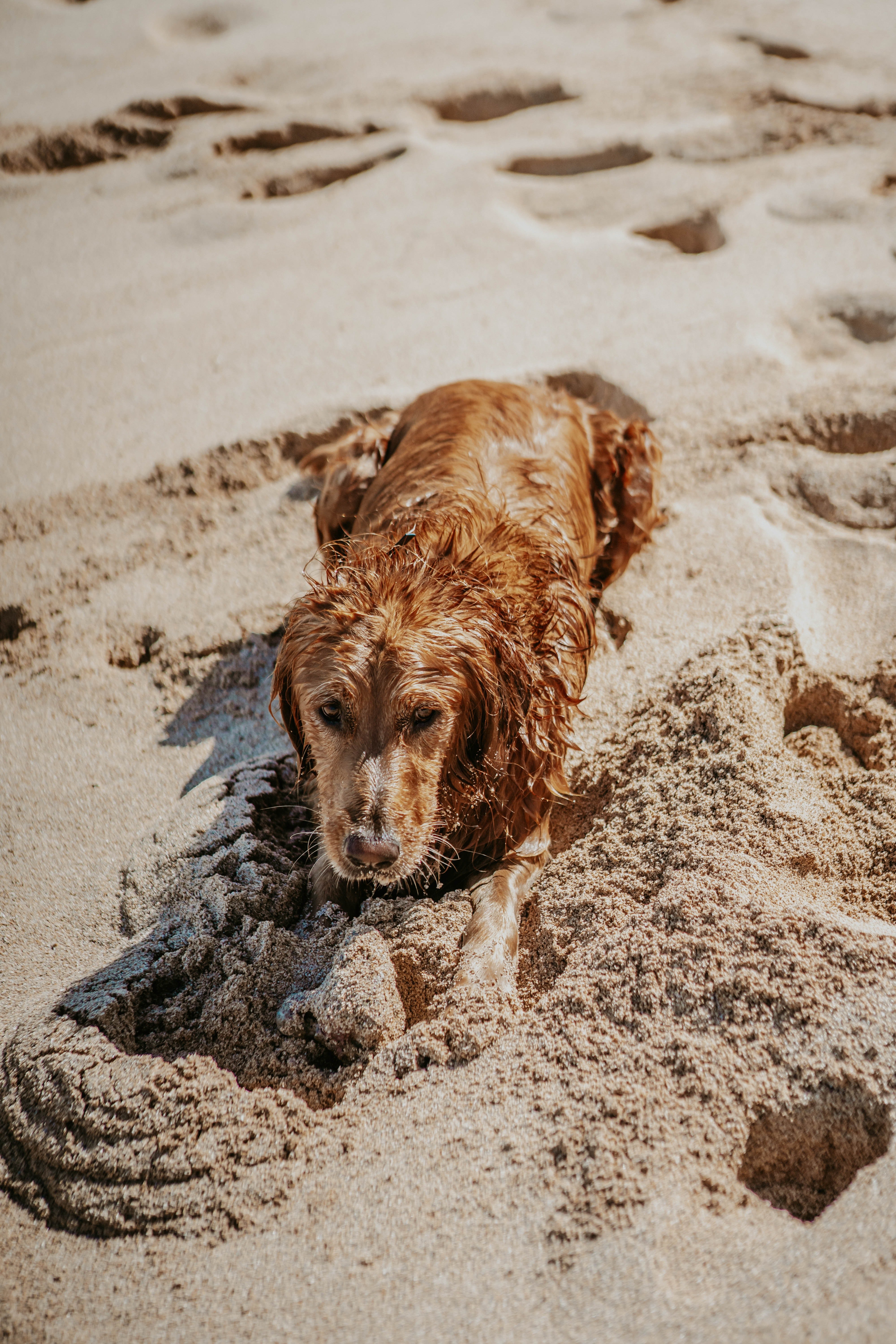 They reached the shore, and Michael wrapped a towel around the tired dog. | Source: Pexels
