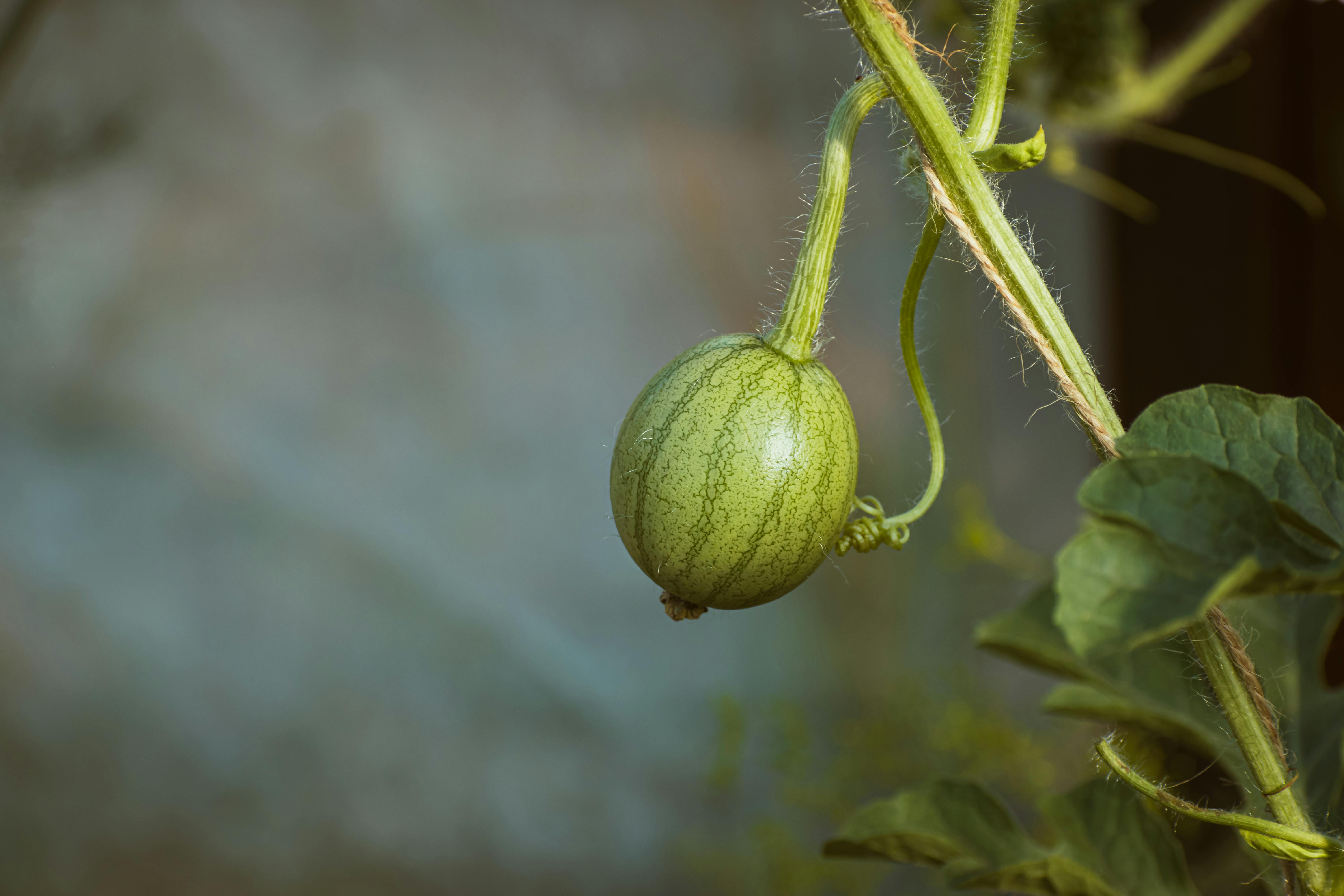 Mini watermelon | Source: Pexels