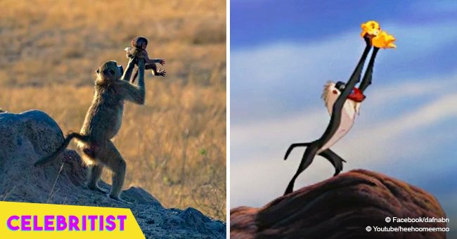 Photo of real-life 'Lion King' moment goes viral as baboon holds baby just like in the movie