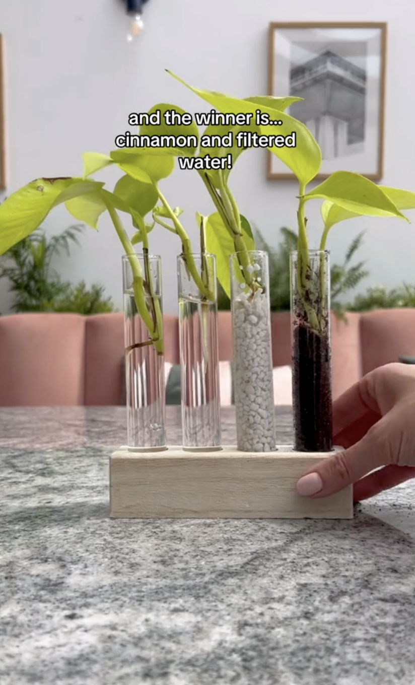 The results of the Neon pothos cuttings being propagated in different mediums in a clip uploaded on October 5, 2024 | Source: TikTok/thelittlelifelately