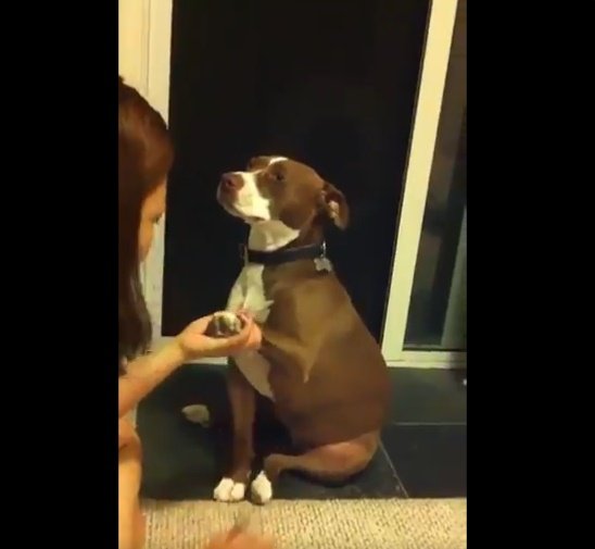 Dueña toma una pata de su perro para cortarle las uñas. | Foto: Twitter/Rashona Dueña toma una pata de su perro para cortarle las uñas. | Foto: Twitter/Rashona