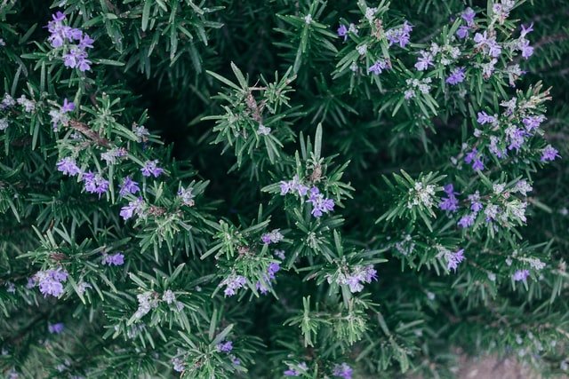 Un plant de romarin | Photo : Unsplash
