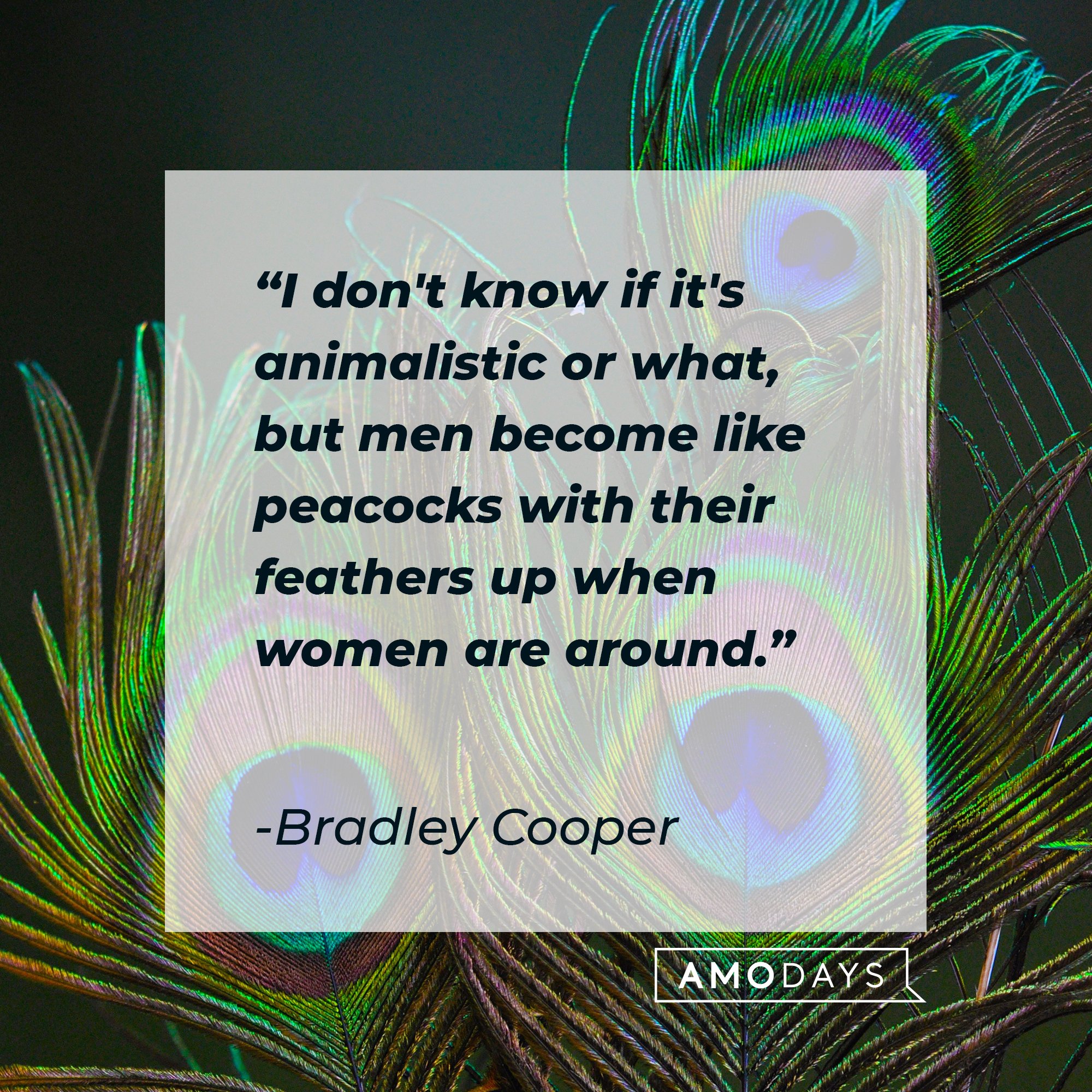  Bradley Cooper's quote: "I don't know if it's animalistic or what, but men become like peacocks with their feathers up when women are around." | Image: AmoDays