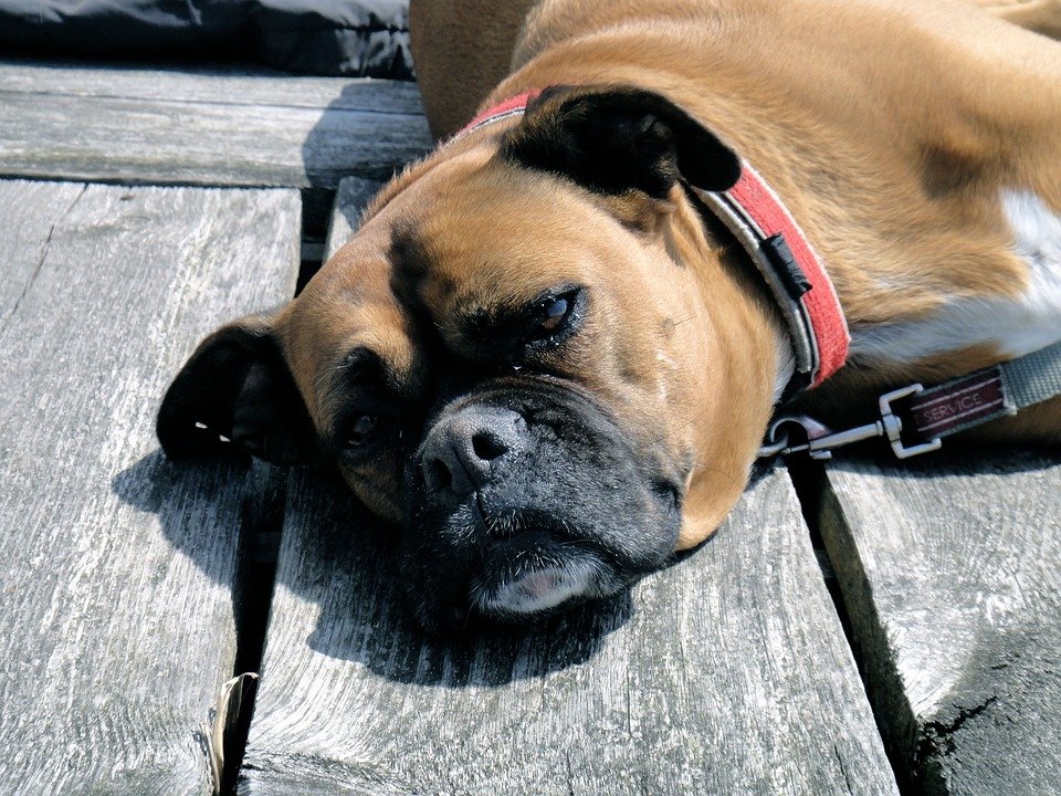 Perro recostado sobre el suelo. | Imagen: Max Pixel