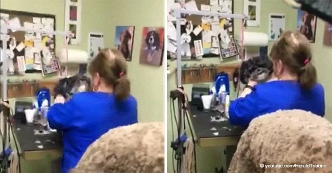 Dog groomer thought nobody was watching and tried to choke an innocent dog