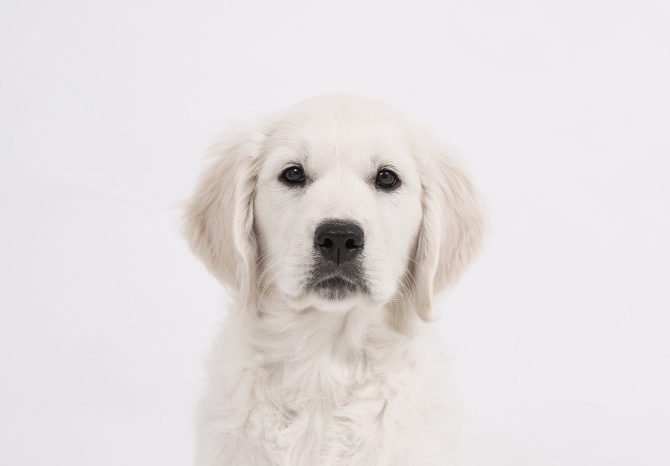 Cachorro blanco | Foto: Pixabay