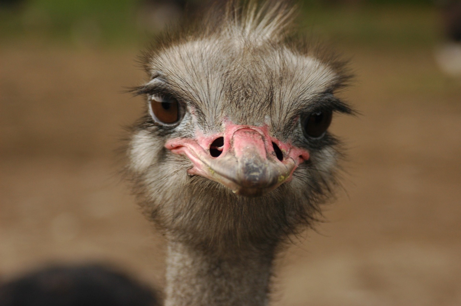 Portrait shot of an ostrich. | Source: Pixabay