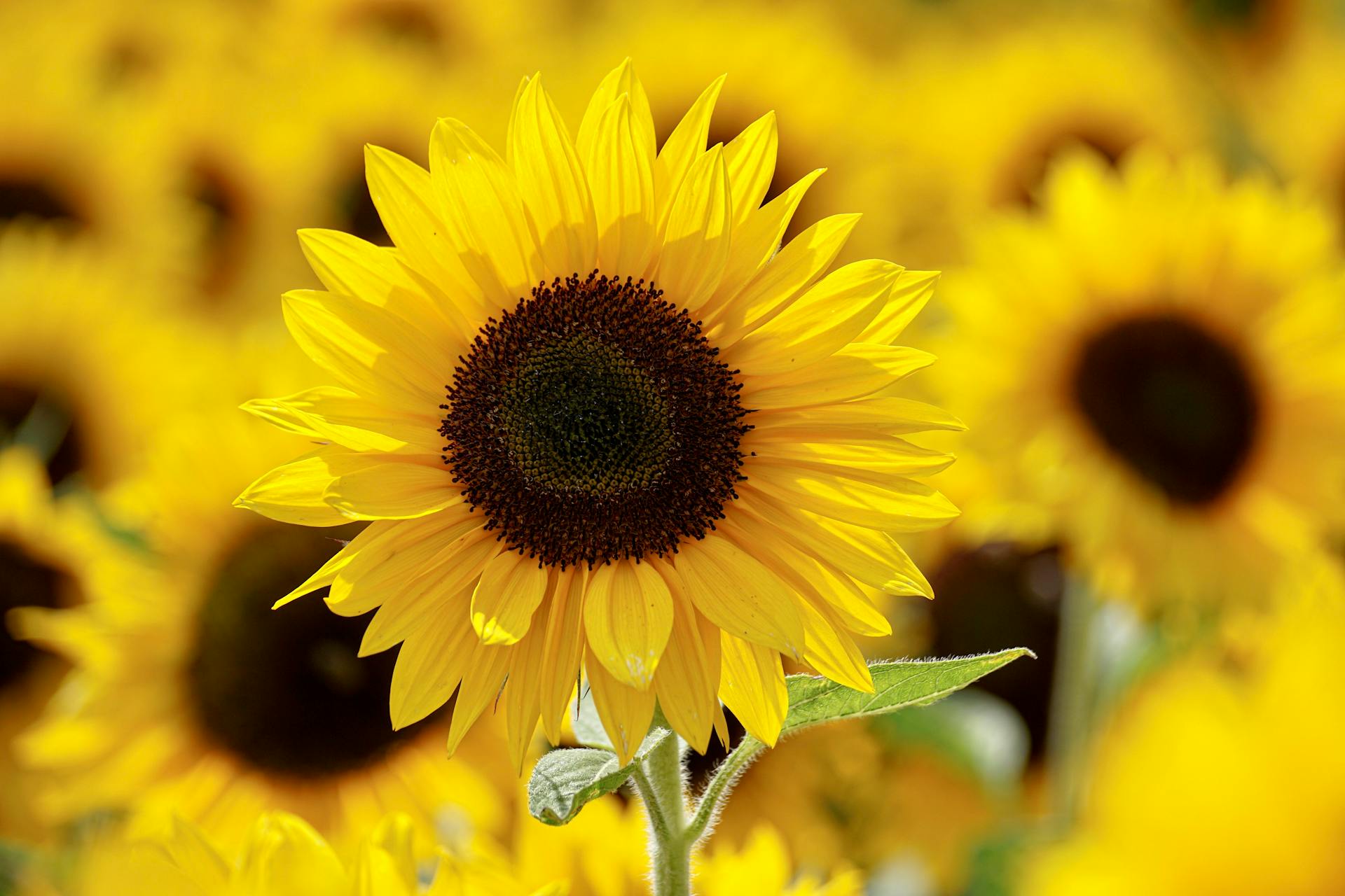 Sunflowers | Source: Pexels