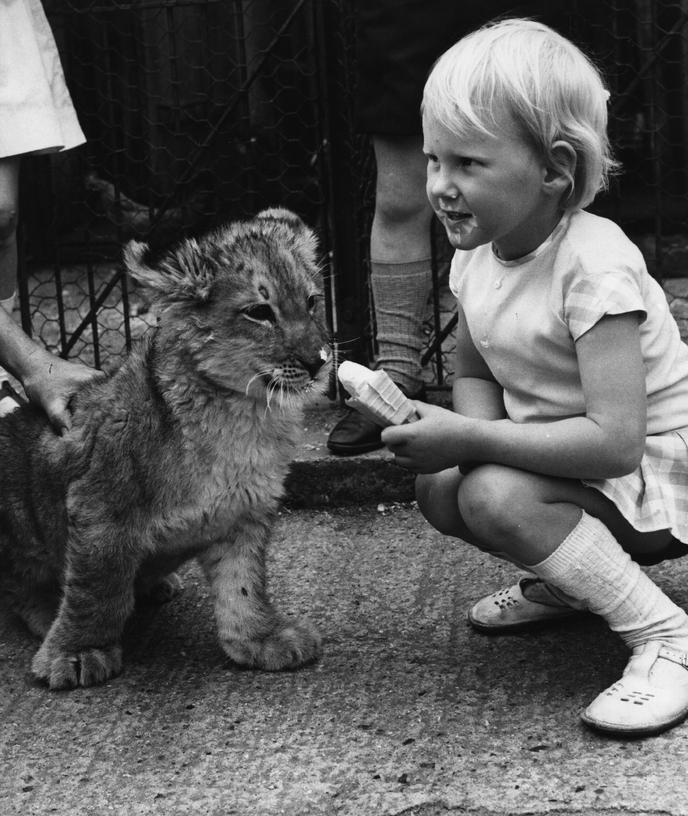 Hayley Mills feeds her ice-cream cone to a lion cub at Chessington Zoo on June 5, 1957 | Source: Getty Images