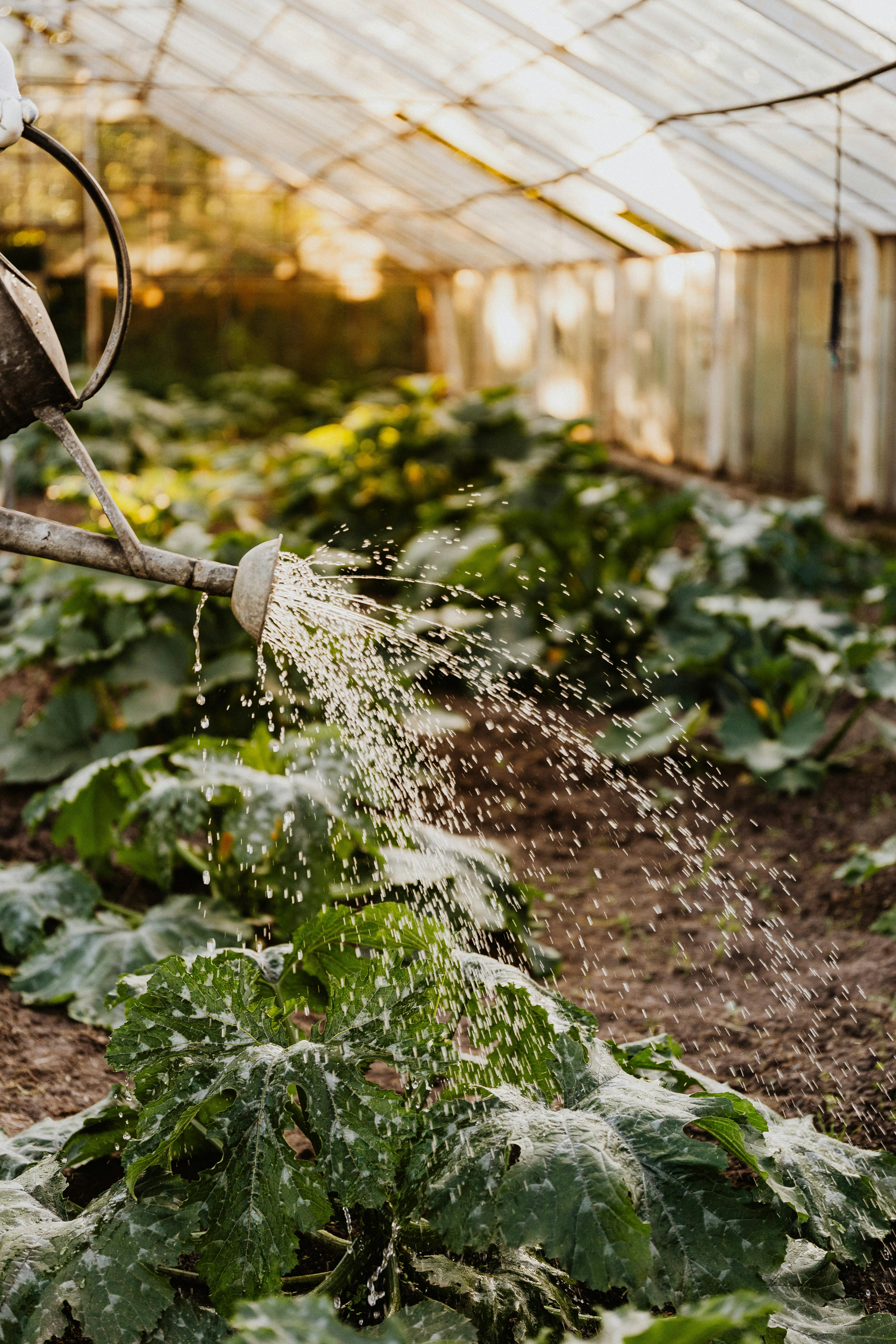 Water pouring over crops | Source: Pexels