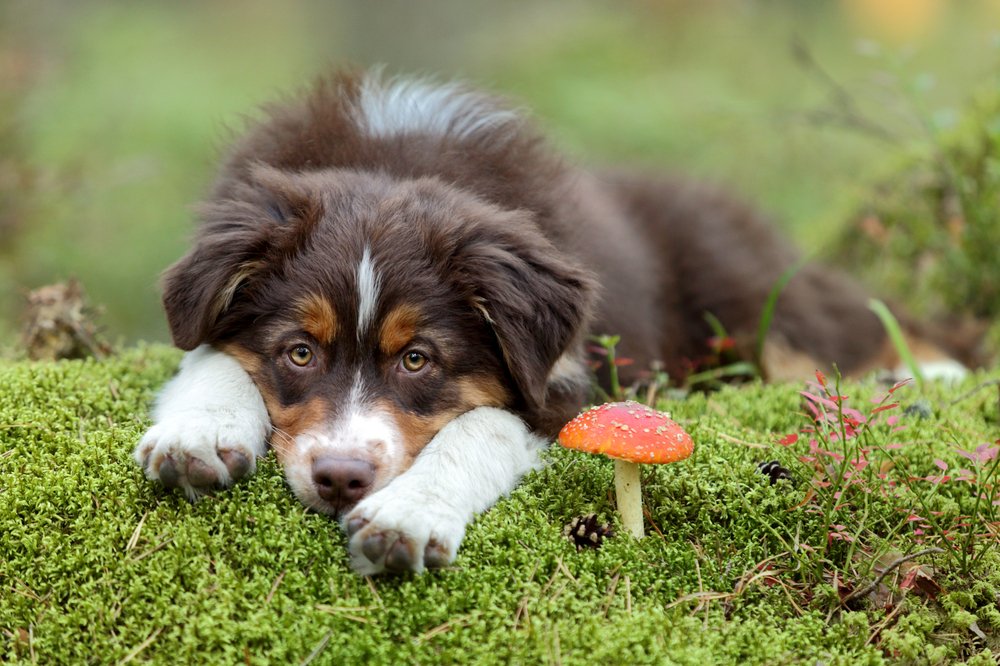 Süßer trauriger Welpe, der neben Pilz liegt | Quelle: Shutterstock