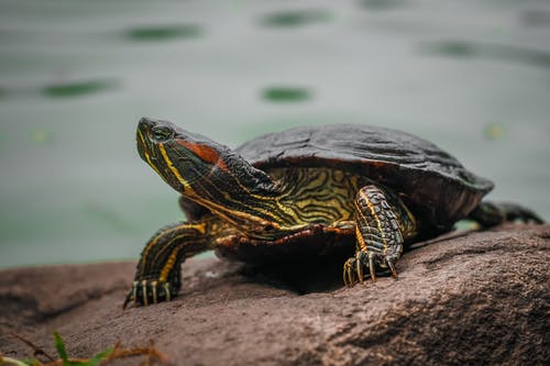 Fresh water turtle | Source: Pexels